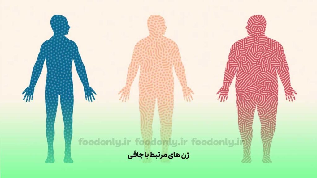 ژن های مرتبط با چاقی