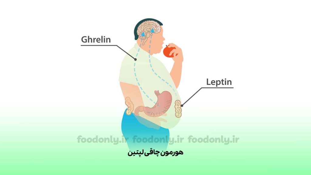 هورمون چاقی لپتین