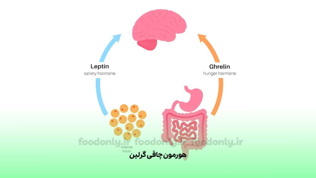 هورمون اضافه وزن گرلین